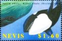 Killer whale (Orcinus orca)