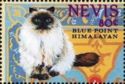 Blue Point Himalayan