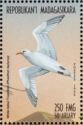 White-tailed Tropicbird (Phaethon lepturus)