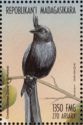 Crested drongo (Dicrurus forficatus)