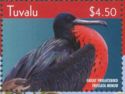 Great Frigatebird (Fregata minor)