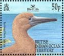 Red-footed Booby (Sula sula)