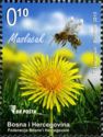 Taraxacum officinale