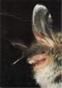 Bechstein's bat (Myotis bechsteinii)