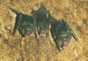 Common vampire bat (Desmodus rotundus)