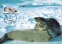 Leopard Seal (Hydrurga leptonyx)