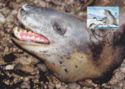 Leopard Seal (Hydrurga leptonyx)