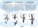 Arctic Migratory Birds