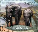 African Elephant (Loxodonta africana)
