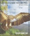 Griffon Vulture (Gyps fulvus)
