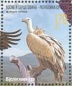 Griffon Vulture (Gyps fulvus)