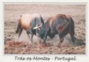 Tras-os-Montes. Bull's fighting