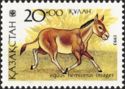 Asiatic Wild Ass (Equus hemionus onager)