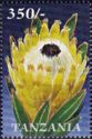 Protea barbigera