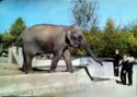 Asian Elephant in Zoo