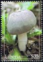 Russula adusta
