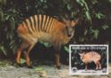 Zebra Duiker (Cephalophus zebra)