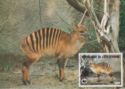 Zebra Duiker (Cephalophus zebra)