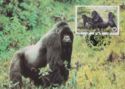 Mountain Gorilla (Gorilla gorilla beringei)