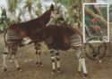Okapi (Okapia johnstoni)