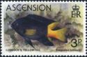 Lubbocks Damselfish (Stegastes lubbocki)