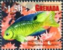 Beaugregory Damselfish (Stegastes leucostictus)