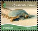 Green Sea Turtle (Chelonia mydas)
