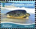 Green Sea Turtle (Chelonia mydas)