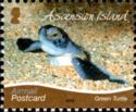 Green Sea Turtle (Chelonia mydas)