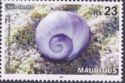 Violet Sea-snail (Janthiana janthiana)