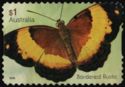 Bordered Rustic (Cupha prosope)