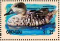 Marbled Teal (Marmaronetta angustirostris)