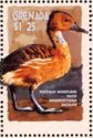 Fulvous Whistling Duck (Dendrocygna bicolor)