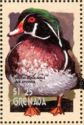Wood Duck (Aix sponsa)