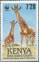 Reticulated Giraffe (Giraffa camelopardalis reticulata)