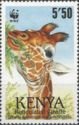 Reticulated Giraffe (Giraffa camelopardalis reticulata)