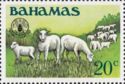 Domestic Sheep (Ovis aries)