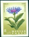 Mountain Cornflower (Centaurea mollis)