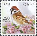 Eurasian Tree Sparrow (Passer montanus)