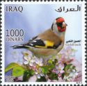 European Goldfinch (Carduelis carduelis)
