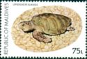 Olive Ridley Sea Turtle (Lepidochelys olivacea)