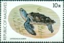 Kemp's Ridley Sea Turtle (Lepidochelys kempii)