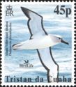 Atlantic Yellow-nosed Albatross (Thalassarche chlororhyncho…