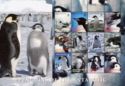 Penguins of the Antarctic