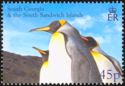 King Penguin (Aptenodytes patagonicus)