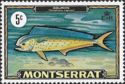 Common Dolphinfish (Coryphaena hippurus)