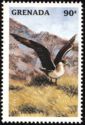 Arctic Skua (Stercorarius parasiticus)