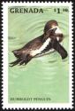 Humboldt Penguin (Spheniscus humboldti)