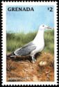 Herring Gull (Larus argentatus)