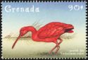 Scarlet Ibis (Eudocimus ruber)